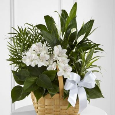 The FTD® Peace & Serenity™ Dishgarden is a gorgeous way to convey your deepest sympathies for your special recipient's loss. A collection of incredibly beautiful plants accented by stems of white Peruvian lilies. The presentation arrives in a natural woodchip rectangular basket accented with a white satin ribbon, to commemorate the life of the deceased and offer comfort and peace with its lush elegance.
<ul>
 	<li>Our florists hand-design each arrangement, so colors, varieties and containers may vary due to local availability</li>
</ul>