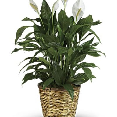 Also know as the peace lily, this elegant plant featuring dark green leaves and delicate white blossoms makes a perfect gift for almost any occasion. Low maintenance and known for its indoor beauty and ability to clear the air of contaminants, this medium spathiphyllum is delivered in a charming 8" woven wicker basket.
<ul>
 	<li>Our florists hand-design each arrangement, so colors, varieties and containers may vary due to local availability</li>
</ul>