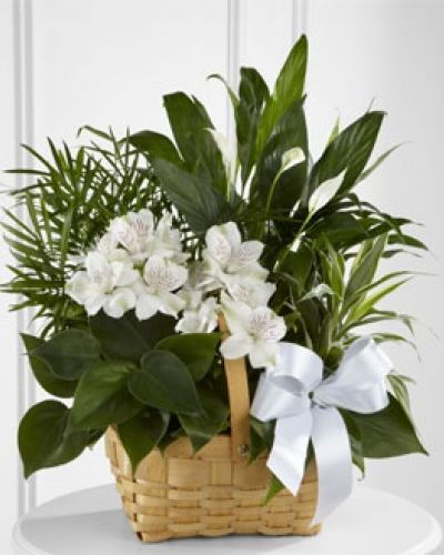 The FTD® Peace & Serenity™ Dishgarden is a gorgeous way to convey your deepest sympathies for your special recipient's loss. A collection of incredibly beautiful plants accented by stems of white Peruvian lilies. The presentation arrives in a natural woodchip rectangular basket accented with a white satin ribbon, to commemorate the life of the deceased and offer comfort and peace with its lush elegance.
<ul>
 	<li>Our florists hand-design each arrangement, so colors, varieties and containers may vary due to local availability</li>
</ul>