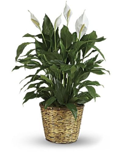 Also know as the peace lily, this elegant plant featuring dark green leaves and delicate white blossoms makes a perfect gift for almost any occasion. Low maintenance and known for its indoor beauty and ability to clear the air of contaminants, this medium spathiphyllum is delivered in a charming 8" woven wicker basket.
<ul>
<li>Our florists hand-design each arrangement, so colors, varieties and containers may vary due to local availability</li>
</ul>