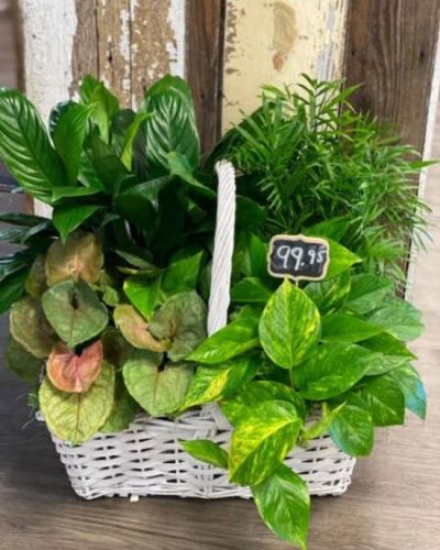 This wondrous assortment of lush greenery will show just how much you care.
<ul>
 	<li>Our florists hand-design each arrangement, so colors, varieties and containers may vary due to local availability</li>
</ul>