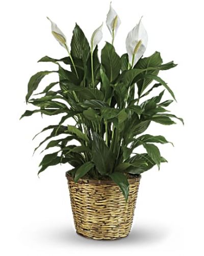 Also know as the peace lily, this elegant plant featuring dark green leaves and delicate white blossoms makes a perfect gift for almost any occasion. Low maintenance and known for its indoor beauty and ability to clear the air of contaminants, this medium spathiphyllum is delivered in a charming 8" woven wicker basket.
<ul>
<li>Our florists hand-design each arrangement, so colors, varieties and containers may vary due to local availability</li>
</ul>