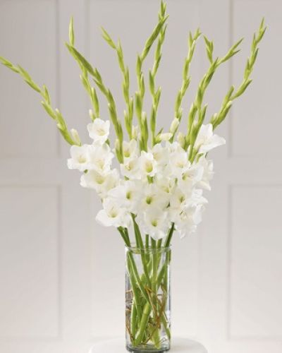 Ten pure white gladiolus are arranged in a clear glass cylinder. Pure serenity.
<ul>
 	<li>Our florists hand-design each arrangement, so colors, varieties and containers may vary due to local availability</li>
</ul>