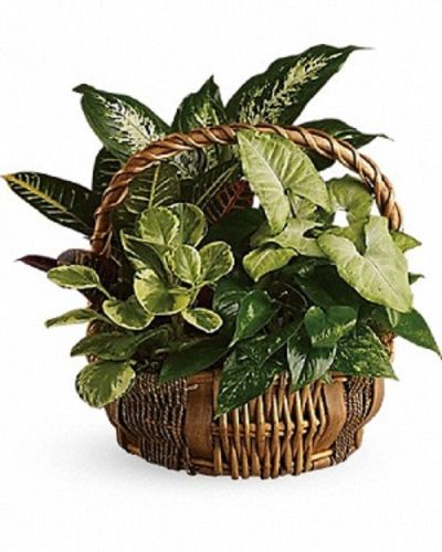 <div class="m-pdp-tabs-description">
<div id="mark-1" class="m-pdp-tabs-marketing-description">

You don't have to follow the yellow brick road to find this emerald jewel. All kinds of gorgeous greens fill this basket that makes a perfect gift for men or women. Celebration or sympathy. Birthday or any day. So beautiful and bountiful it will deliver any message eloquently.

</div>
</div>
Pothos, nephthytis, dieffenbachia, croton and peperomia plants are perfectly arranged in a distinctive willow rope basket. When it comes to gifts, this one is a gem!
<ul>
 	<li>Our florists hand-design each arrangement, so colors, varieties and container may vary due to local availability</li>
</ul>