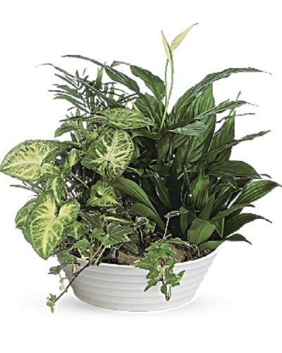 <div class="m-pdp-tabs-description">
<div id="mark-1" class="m-pdp-tabs-marketing-description">This lush bowl filled with living plants will also carry comfort and compassion for many months to come. Perfect to send to the home or service.</div>
</div>
One planter arrives filled with dracaena, ivy, palm, spathiphyllum and syngonium plants.
<ul>
 	<li>Our florists hand-design each arrangement, so colors, varieties and container may vary due to local availability</li>
</ul>