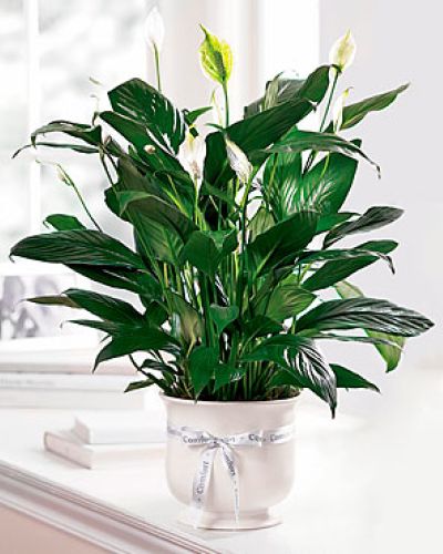Offer unspoken words of comfort, hope and peace. Our creamy white ceramic planter holds an elegant peace lily plant. Dark green leaves offer a calm background for the white candle-like blooms of this easy to care for plant. Send as a tribute to the departed and a silent expression of your sympathies.
<ul>
 	<li>Our florists hand-design each arrangement, so colors, varieties and containers may vary due to local availability</li>
</ul>