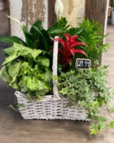 This wonderful plant is perfect for any occasion, the ideal combination of greenery with a burst of color.
<ul>
 	<li>Our florists hand-design each arrangement, so colors, varieties and containers may vary due to local availability</li>
</ul>