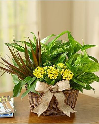 Give a gift of lasting smiles by sending this eye-pleasing European-inspired dish garden, a combination of foliage and blooming plants that makes any special day more than memorable. Easy-care indoor garden looks stunning in any setting, arriving in a handsome planter.
<ul>
 	<li>Our florists hand-design each arrangement, so colors, varieties and containers may vary due to local availability</li>
</ul>