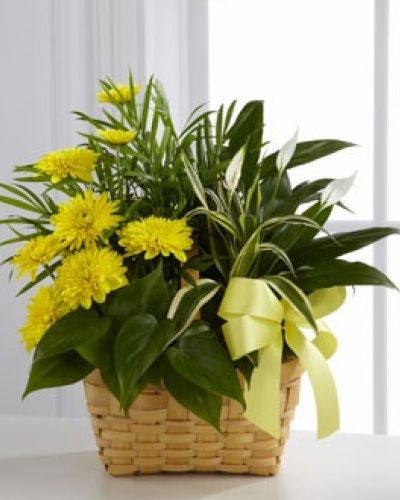 The FTD® Loving Light™ Dishgarden is a ray of hope and a beautiful symbol of eternal life offered through our finest collection of plants. A palm plant, peace lily plant, dracaena plant and philodendron plant create an exquisite look when brought together in a 7-inch natural woodchip basket and accented with stems of bright yellow chrysanthemums. Adorned with a yellow satin ribbon, this gorgeous dishgarden will bring comfort and extend sympathy throughout the months ahead.
<ul>
 	<li>Our florists hand-design each arrangement, so colors, varieties and containers may vary due to local availability</li>
</ul>