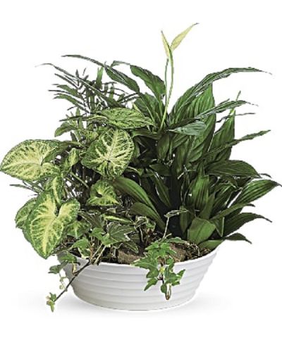 <div class="m-pdp-tabs-description">
<div id="mark-1" class="m-pdp-tabs-marketing-description">This lush bowl filled with living plants will also carry comfort and compassion for many months to come. Perfect to send to the home or service.</div>
</div>
One planter arrives filled with dracaena, ivy, palm, spathiphyllum and syngonium plants.
<ul>
 	<li>Our florists hand-design each arrangement, so colors, varieties and container may vary due to local availability</li>
</ul>