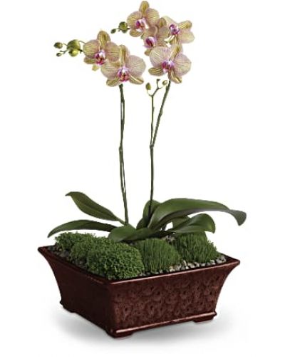A duet of phalaenopsis orchids dance gracefully upward from a bed of natural seed gravel and moss. Presented in a serenely beautiful decorative planter, these tropical houseplants can thrive for years in the right conditions.
Two miniature lavender phalaenopsis plants are delivered in a footed planter, accompanied by gravel and moss.
<ul>
 	<li>Our florists hand-design each arrangement, so colors, varieties and containers may vary due to local availability</li>
</ul>