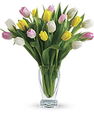 A classic beauty that never goes out of style, Timeless Tulips is a breathtaking arrangement of 21 fresh tulips, carefully arranged to capture the elegance and charm of the season. Whether in soft pastels, bold brights, or a dreamy monochrome palette, these tulips bring effortless grace to any space.

Perfect for birthdays, anniversaries, or simply brightening someone’s day, this arrangement embodies the simplicity and sophistication of nature’s finest blooms.

**Premium Choice includes Spring Greens & Filler

<em>**Available Colors May Vary.  Call to request a Special Color.</em>