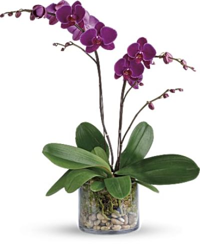 Simply glorious! The elegant dance of purple phalaenopsis orchids takes center stage in this clean arrangement, presented with river rocks and moss in a clear glass cylinder.
A purple phalaenopsis orchid is arranged with natural river rocks and sheet moss.
<ul>
 	<li>Our florists hand-design each arrangement, so colors, varieties and containers may vary due to local availability</li>
</ul>